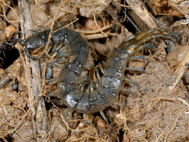 Scolopendra cingulata? No. Scolopendra oraniensis